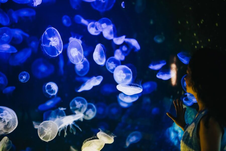 Heraklion Area: CRETAquarium Admission Ticket - Price and value, what $9 gets you and what to add