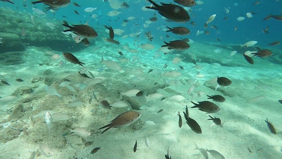 Heraklion: Beginner Scuba Diving Lesson with PADI Instructor - Who this beginner scuba lesson is best for (and who should skip it)