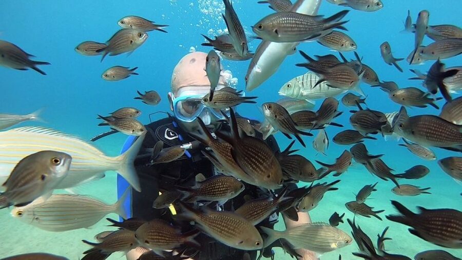 Heraklion: Beginner Scuba Diving Lesson with PADI Instructor - What you likely see: fish, calm water, and that first real sense of freedom