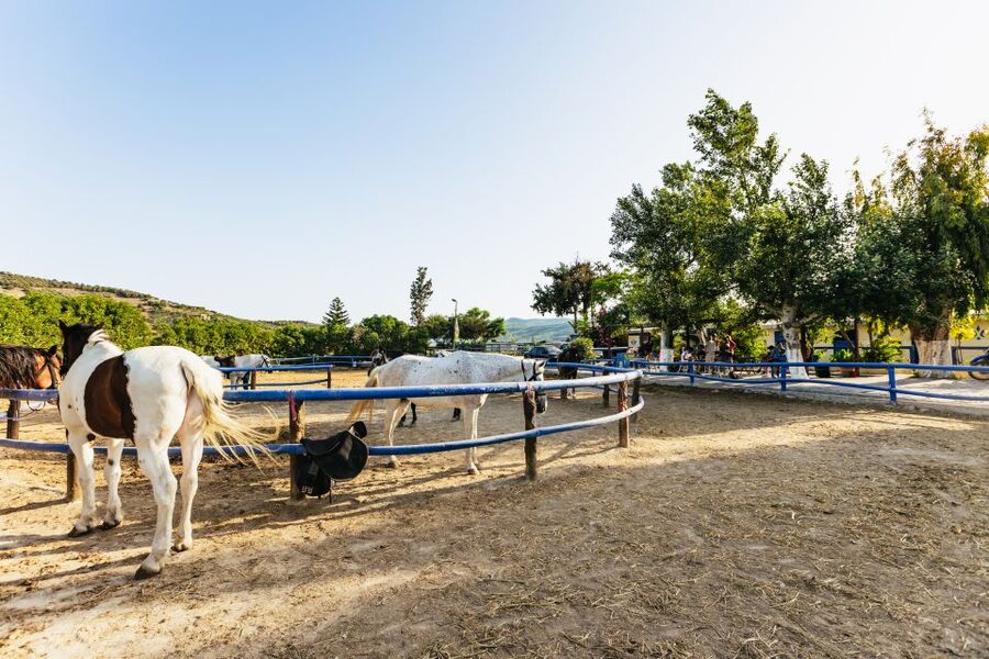 Heraklion: Finikia Horse Riding Tour with Lunch or Dinner - Key things that make Finikia special