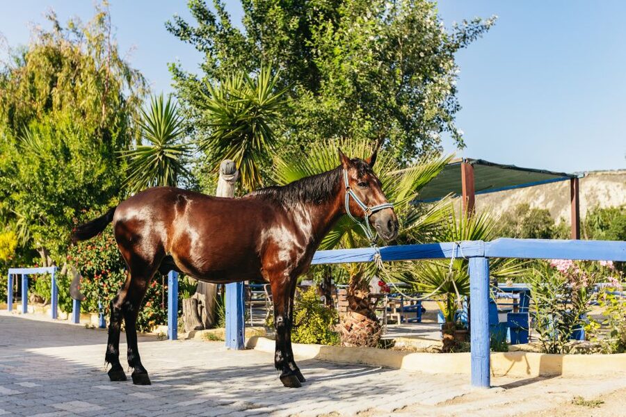 Heraklion: Finikia Horse Riding Tour with Lunch or Dinner - Zeus views and the Archanes moment: myth, but make it practical