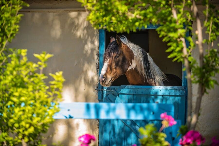 Heraklion: Horseriding Day Tour with Lunch and Transfer - Finikia Mountain top picnic: raki, fruit, and a view with myth