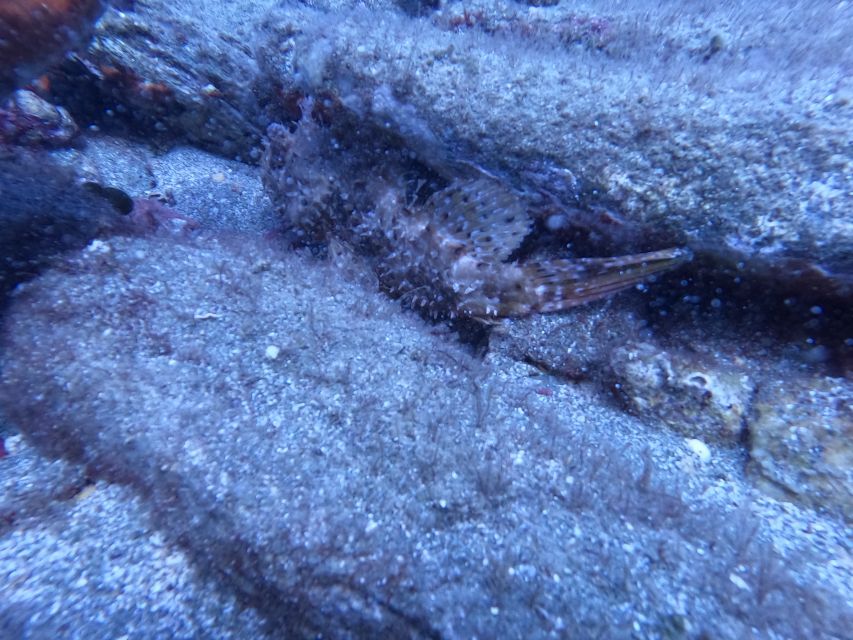 Heraklion: Scuba Diving Experience for Beginners _Beach - The 45-minute underwater session: what you actually do