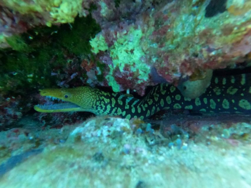Heraklion: Scuba Diving Experience for Beginners _Beach - Getting there: meeting times, pickup zones, and real-world timing
