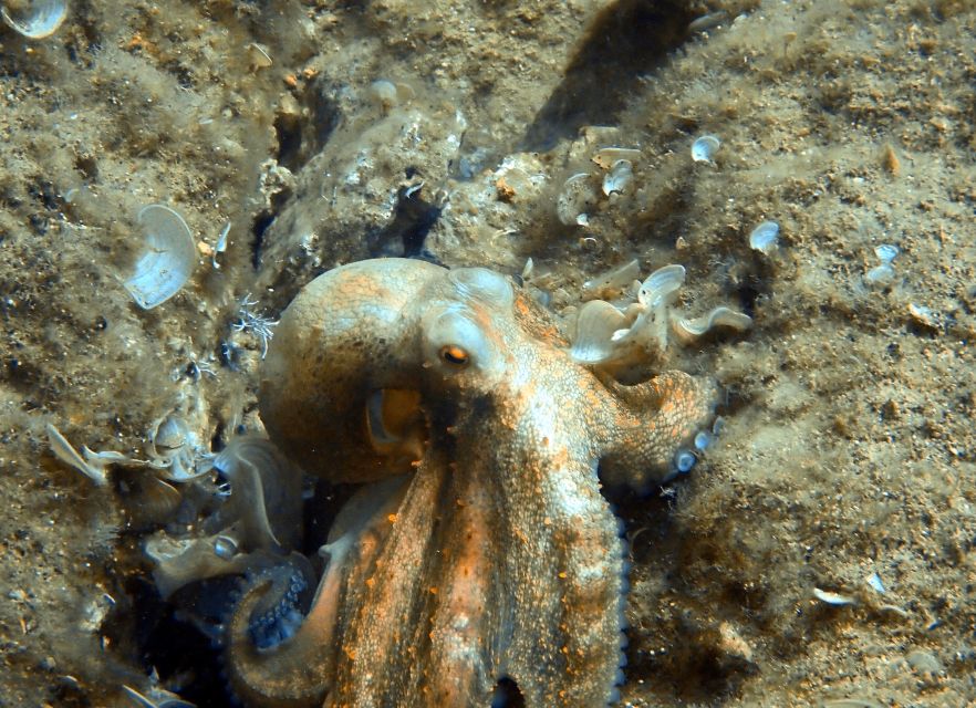 Heraklion: Scuba Diving Experience for First-Timers - Pickup and transfers: van from Agia Pelagia or Heraklion, then back late afternoon