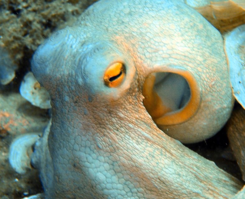 Heraklion: Scuba Diving Experience for First-Timers - Meeting point and where the course is based (Eurodiving, Ligaria)