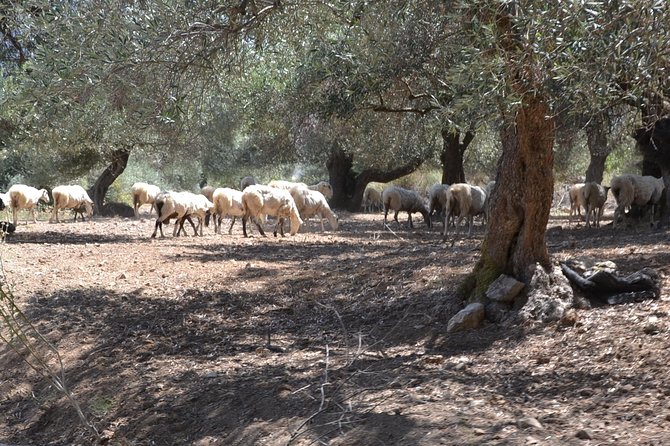 Jeep Safari 4x4 Crete real off road mountain tracks with Lunch from Hersonissos - Kalo Chorio and Kastelli: village pauses that feel useful, not touristy