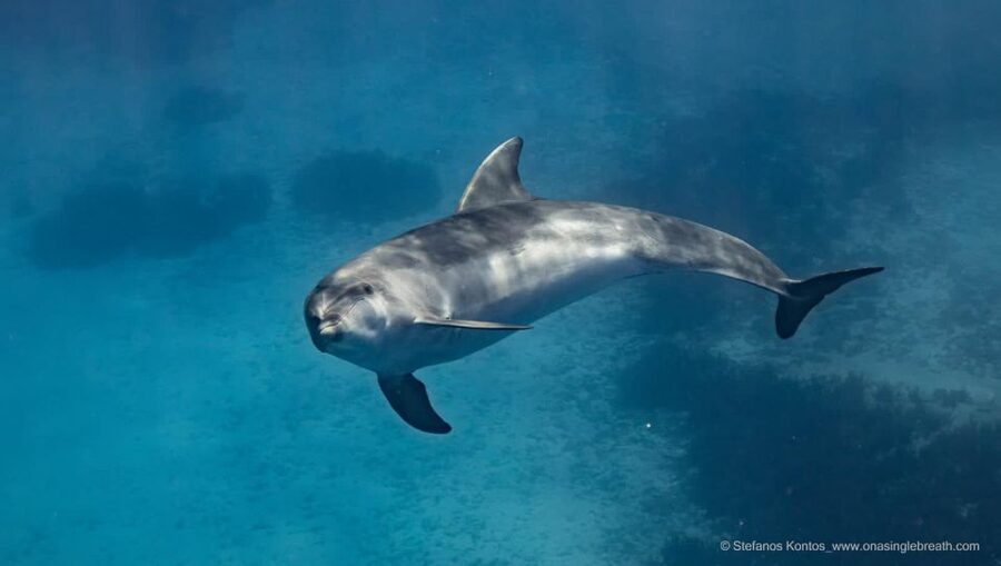 Kamiros Skala : Marine Life Experience & Alimia Island - What happens on board: gear, timing, and that small-boat feel