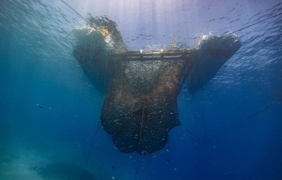Kamiros Skala: Marine Life Experience by Boat - Stroggyli Strongylí snorkeling in protected, clear water