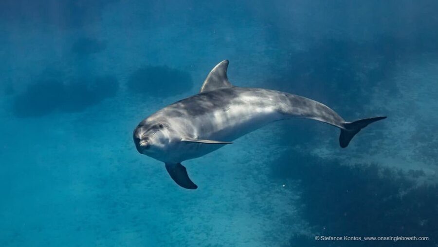 Kamiros Skala: Marine Life Experience by Boat - What’s included for your money, and where the value really comes from