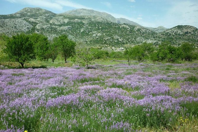 Katharo Route Tour from Agios Nikolaos - From hotel pickup to Aposelemis basin: the ride starts with real scenery
