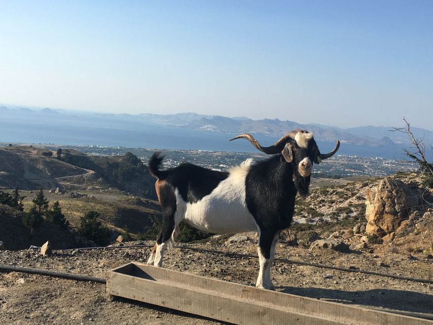 Kos: Full-Day Jeep Safari with Lunch - A Semi-Private Kos Jeep Day That Actually Feels Like an Adventure