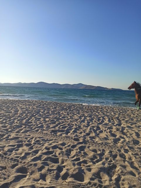 Kos: Horse Riding Experience on the Beach with Instructor - Beach Horse Riding on Kos: What You’re Actually Signing Up For