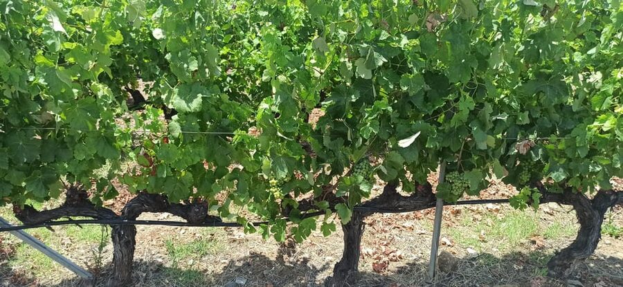 Kos: Wineries Tour w/ Wine Tastings & Transportation - Who This Kos Wine Tour Is Best For
