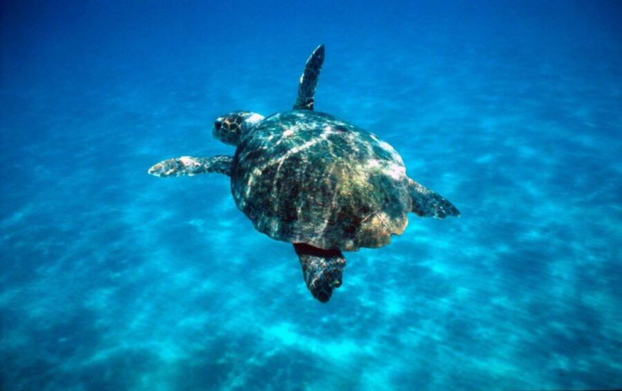 Laganas Zakynthos: Marathonissi, Keri Caves and Turtles Spot - Key Highlights You’ll Care About
