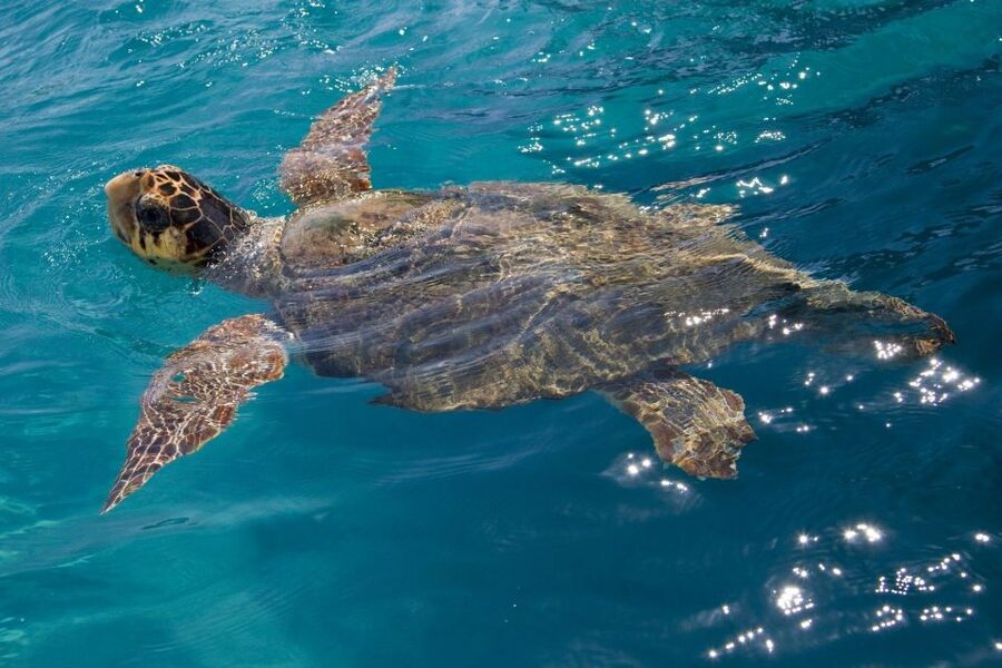 Laganas Zakynthos: Marathonissi, Keri Caves and Turtles Spot - Tips That Make the Difference (Especially for First-Timers)