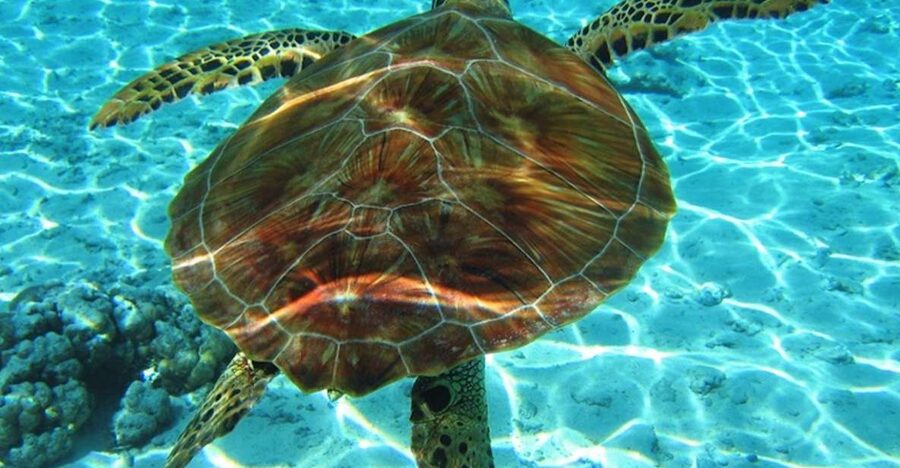 Laganas Zakynthos: Marathonissi, Keri Caves and Turtles Spot - The Glass-Bottom Boat Advantage in Laganas Bay