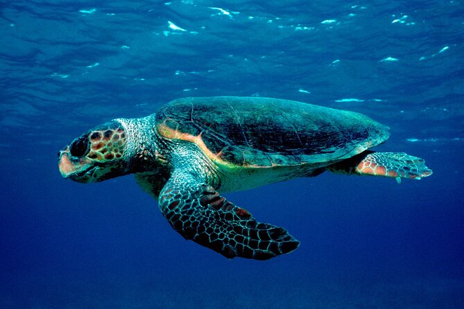 Laganas Zakynthos: Marathonissi, Keri Caves and Turtles Spotting - Marathonissi Sea Cave Stop: Quick Boat-Entry Photos