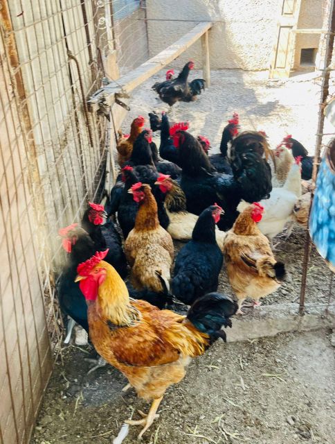 Melanes: Naxos Perivoli Farm & Cooking Class with Wood Fire - Vineyard and vegetable garden, where lunch ingredients start to make sense