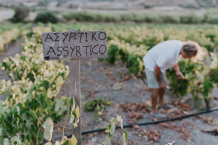 Milos Island: Kostantakis Winery Wine Tasting Experience - The Winemaking Tour: Traditional Methods, Explained Without Buzzwords