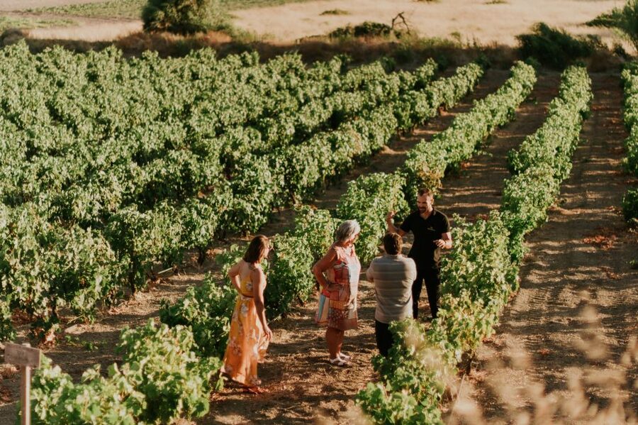 Milos Island: Kostantakis Winery Wine Tasting Experience - Why the Indigenous Grapes Are the Real Star