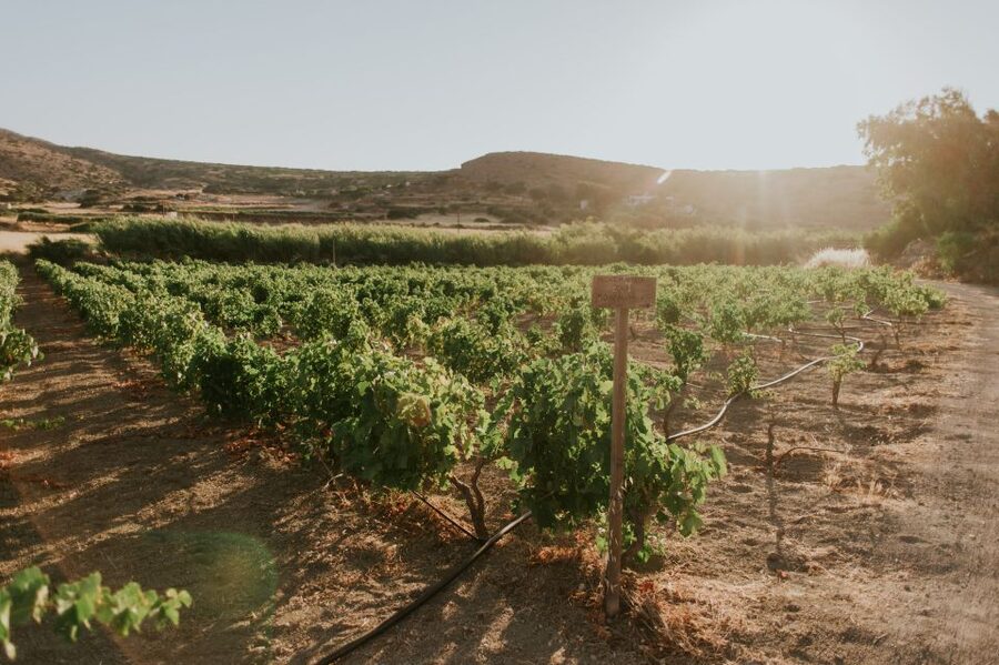 Milos Island: Kostantakis Winery Wine Tasting Experience - Small Group Hosting: Better Conversations, Less Waiting