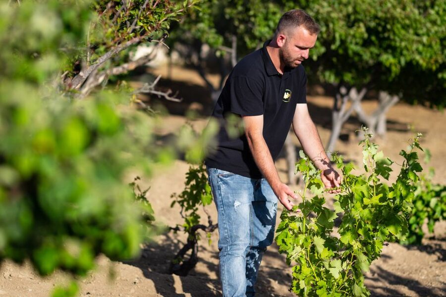 Mykonos: Winery Vineyard Experience with Food & Wine Tasting - Key takeaways