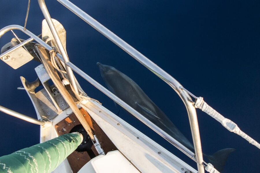 Naxos: Full-Day Small Cyclades Sailing Cruise - Who Should Book This and Who Should Skip It
