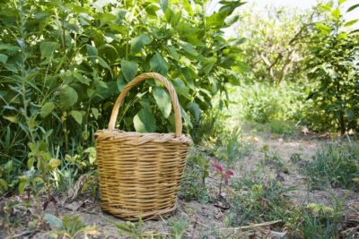 Half-Day Cooking Class at Basiliko Family Tavern