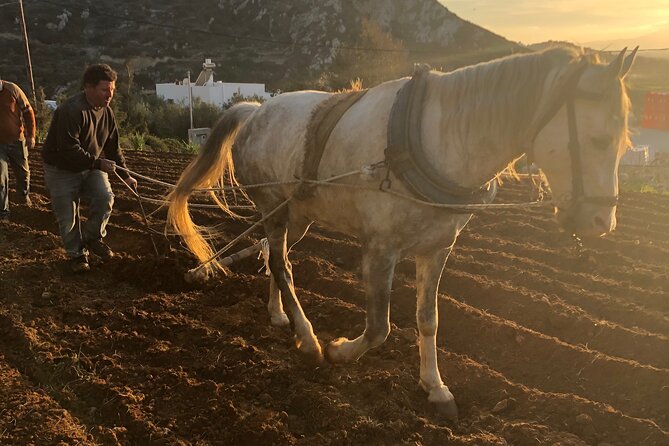 Naxos Perivoli Farm Experience & Wood-fire Cooking Class - Key highlights you should know