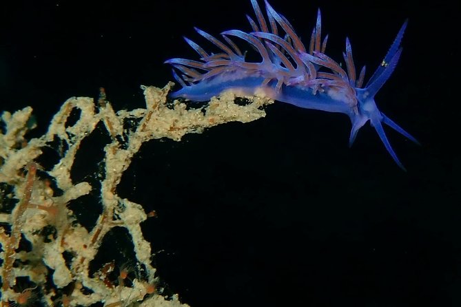 Nima Diving Center, Naxos, Greece - Key takeaways before you go