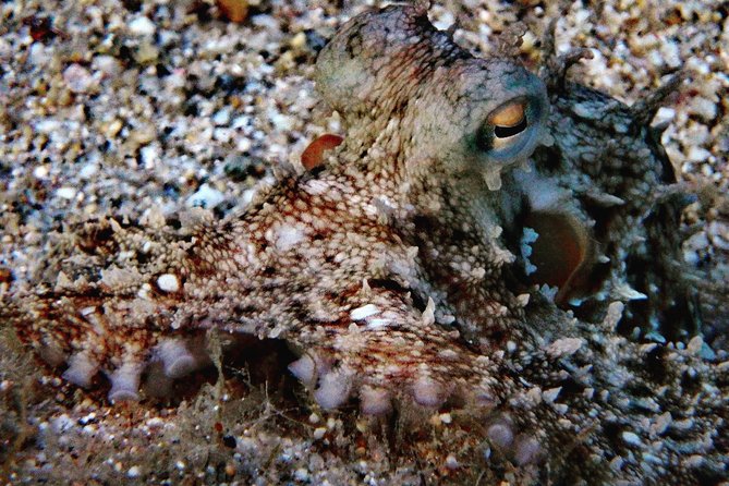Nima Diving Center, Naxos, Greece - Meeting at Nima PADI 5 Star Center by Ag. Anna, Then Back Again
