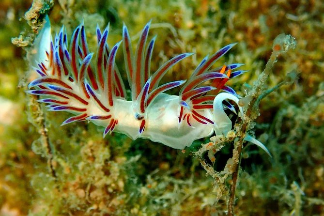Nima Diving Center, Naxos, Greece - Gear You Do Not Need to Rent: Tanks, Wetsuits, and Fins Included