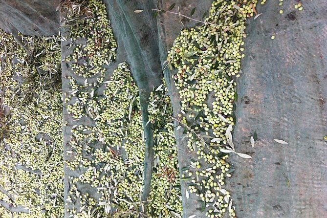 Olive Oil Tasting Tour - Koronekes in Epano Archanes: a real mill stop near Heraklion