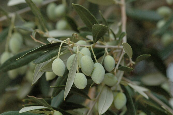 Olive Oil Tasting Tour - The tasting session: EVOO, flavored oils, sweet vinegar, and petimezi