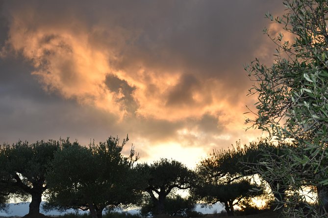 Olive Oil Tasting Tour - Private tour perks and how to plan your time