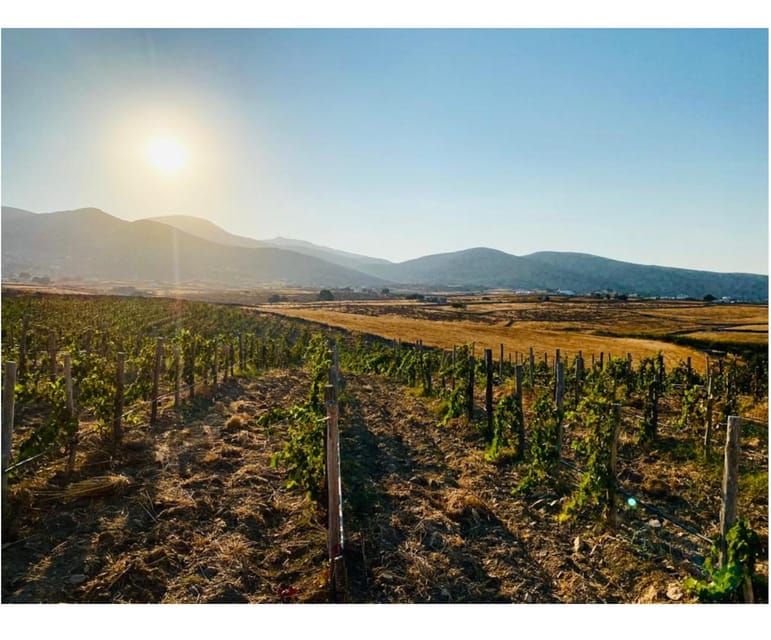 Paros: Wine tasting at Local Winery - Who this wine tasting suits best