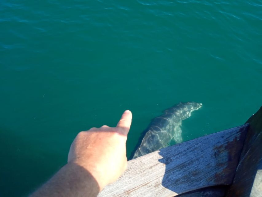 Preveza: Dolphin Watching Cruise with Lunch and Drinks - Fish farms and dalíani fishing, and why your dolphin odds improve