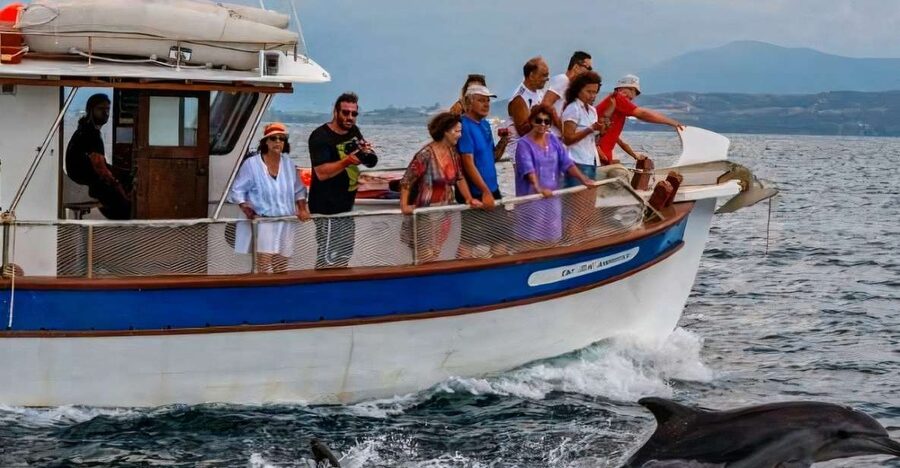 Preveza: Dolphin Watching Cruise with Lunch and Drinks - The swimming stop and the quiet bay reality check