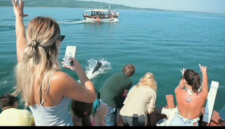 Preveza: Dolphin Watching Cruise with Lunch and Drinks - Wildlife beyond dolphins: turtles and more birds