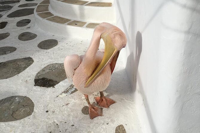 Private Tour: 4 Hours Mykonos Island Tour - Like a Local - Beaches You Can Actually Enjoy: Panormos, Agios Sostis, Mamaronisi, Ftelia, Kalafatis, Kalo Livadi
