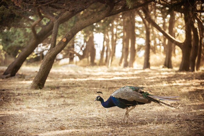 Private Tour: Best of Rhodes in one day (Full Island Tour) - Epta Piges (Seven Springs): the cooling break your legs will thank you for