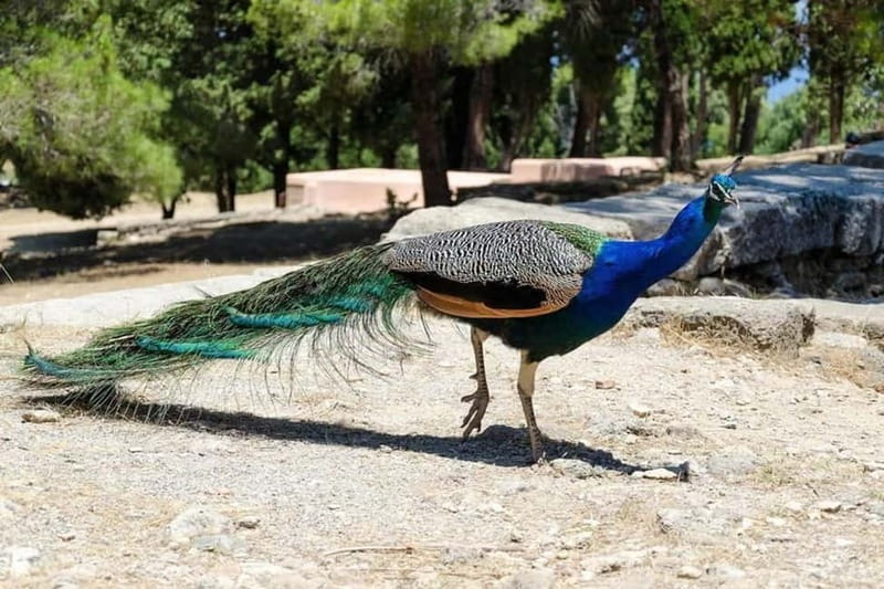 Rhodes: Butterfly Valley and Filerimos Hill Bus Trip - Temple of Athena Polias and Early Christian Sites You Can Actually Read