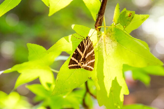Rhodes: Butterfly Valley & Seven Springs Nature Day Trip - What the Self-Guided Time Actually Feels Like