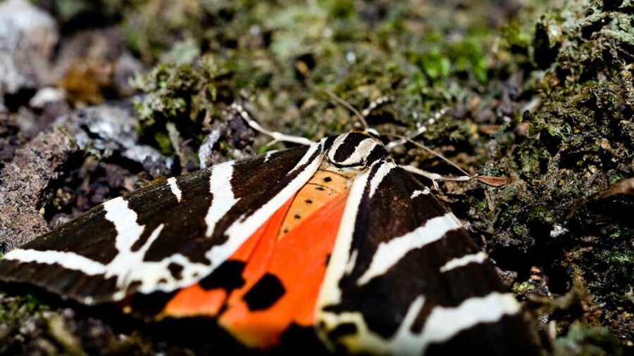 Rhodes: Filerimos Hill and Butterfly Valley Bus Trip - Key Points Before You Go