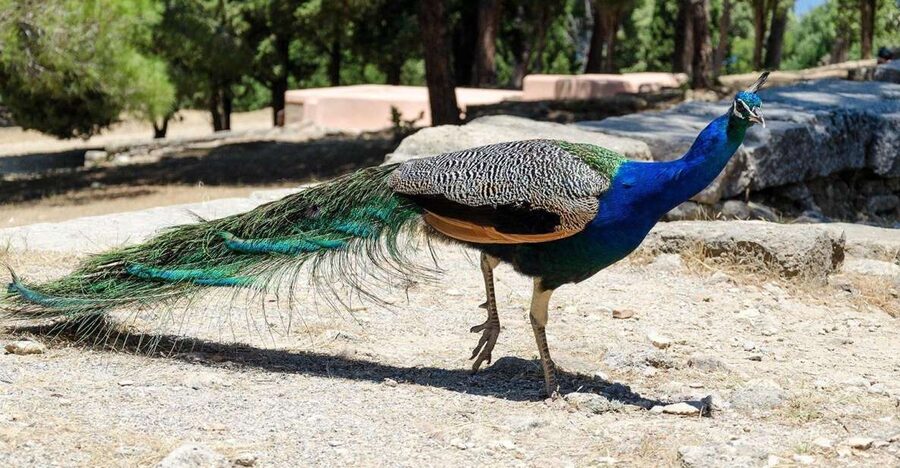 Rhodes: Filerimos Hill and Butterfly Valley Bus Trip - Filerimos Hill and Butterfly Valley in One Half Day