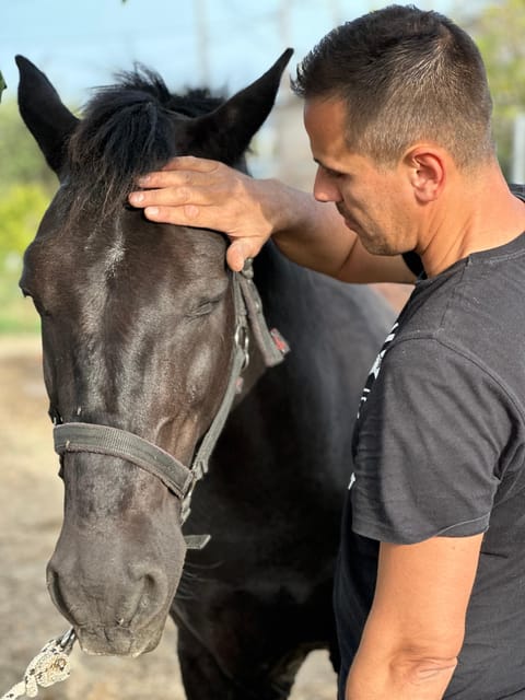 Rhodes: Seaside Horseback Riding Experience - Transfers, Timing, and What You Should Arrange Before You Go