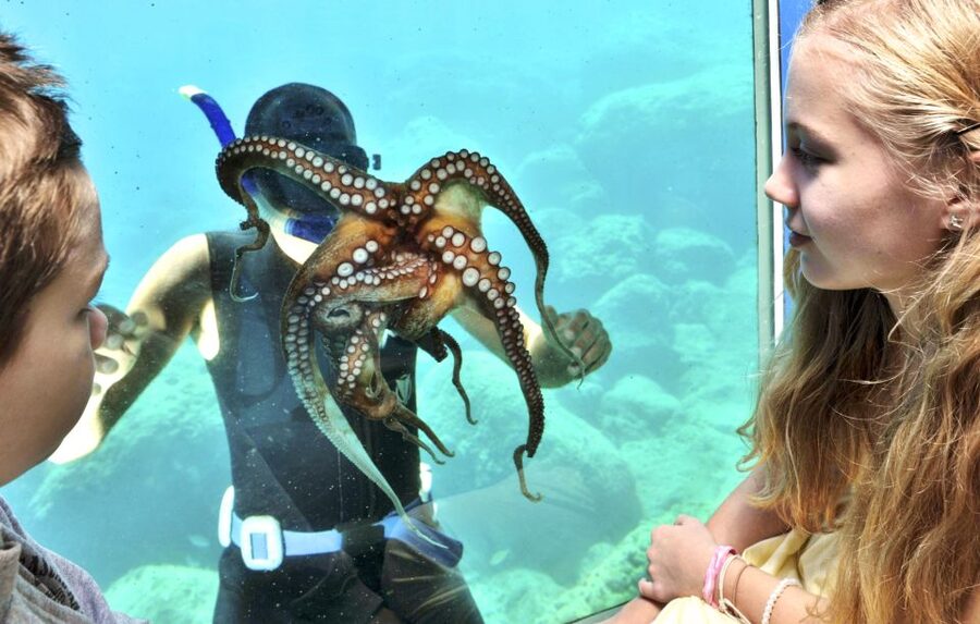 Rhodes Town: Yellow Submarine Cruise with Underwater Views - Rhodes harbor to underwater windows, in 45 minutes