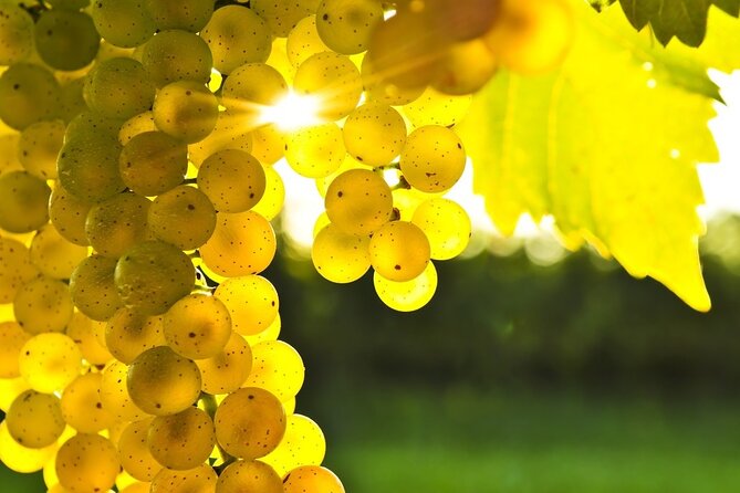 Rhodes Wine & Food Tour: 10 Meal Course Lunch, Wine Tasting, Cooking Class - Rhodes Pickup and the Half-Day Rhythm