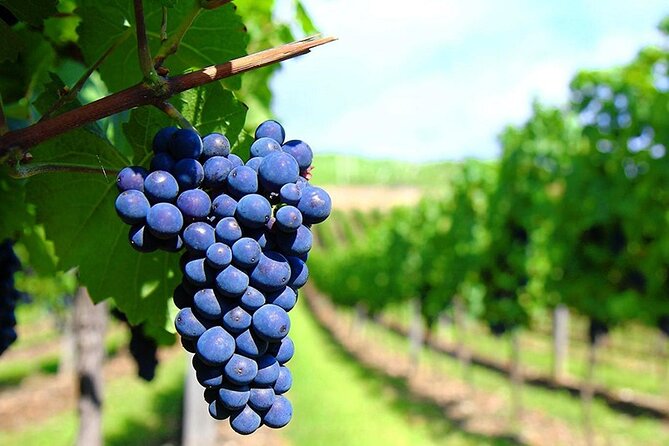 Rhodes Wine & Food Tour: 10 Meal Course Lunch, Wine Tasting, Cooking Class - Cooking Class in the Yard: What You Really Make